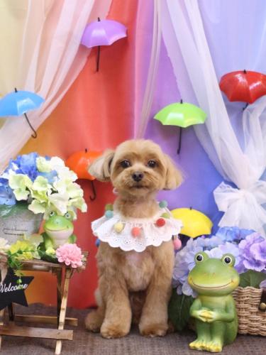 20230624モカくん